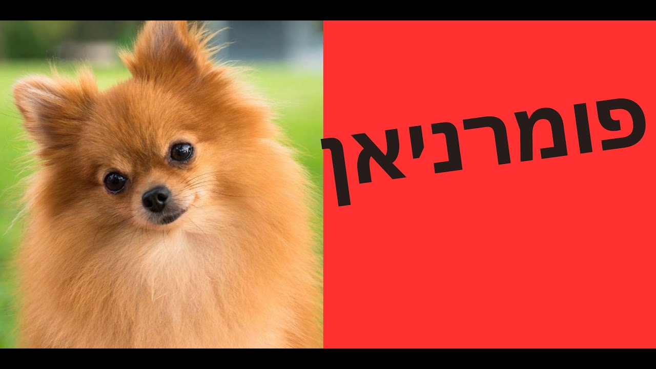 פומריניאן המדריך המלא - כל מה שרצית לדעת על פומריניאן ולא העזת לשאול! טל שלוש מאלף כלבים מומחה