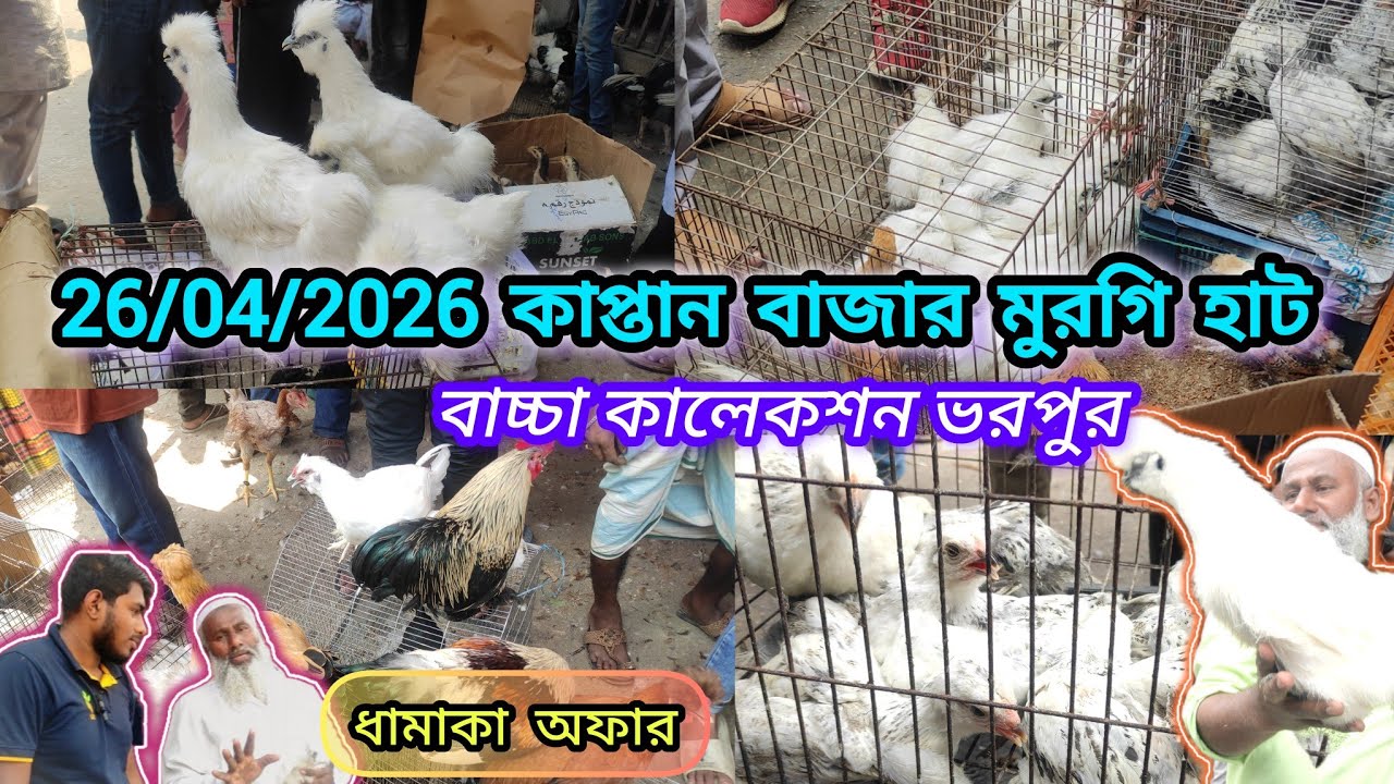 26/04/2024 কাপ্তান বাজার মুরগি হাট ধামাকা অফার,বাচ্চা কালেকশন ভরপুর,#kaptanbazar_hat #chicken_hat