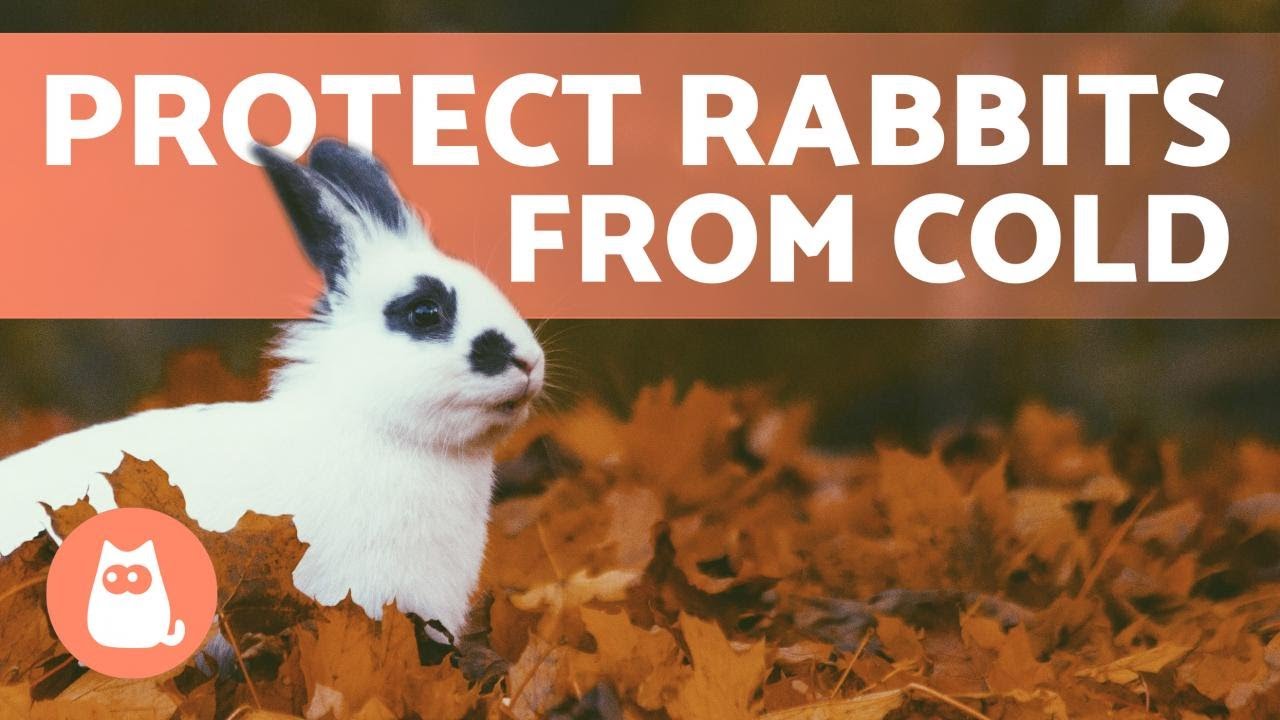 How to Protect Rabbits from COLD WEATHER 🐰❄️ Winter Rabbit Care