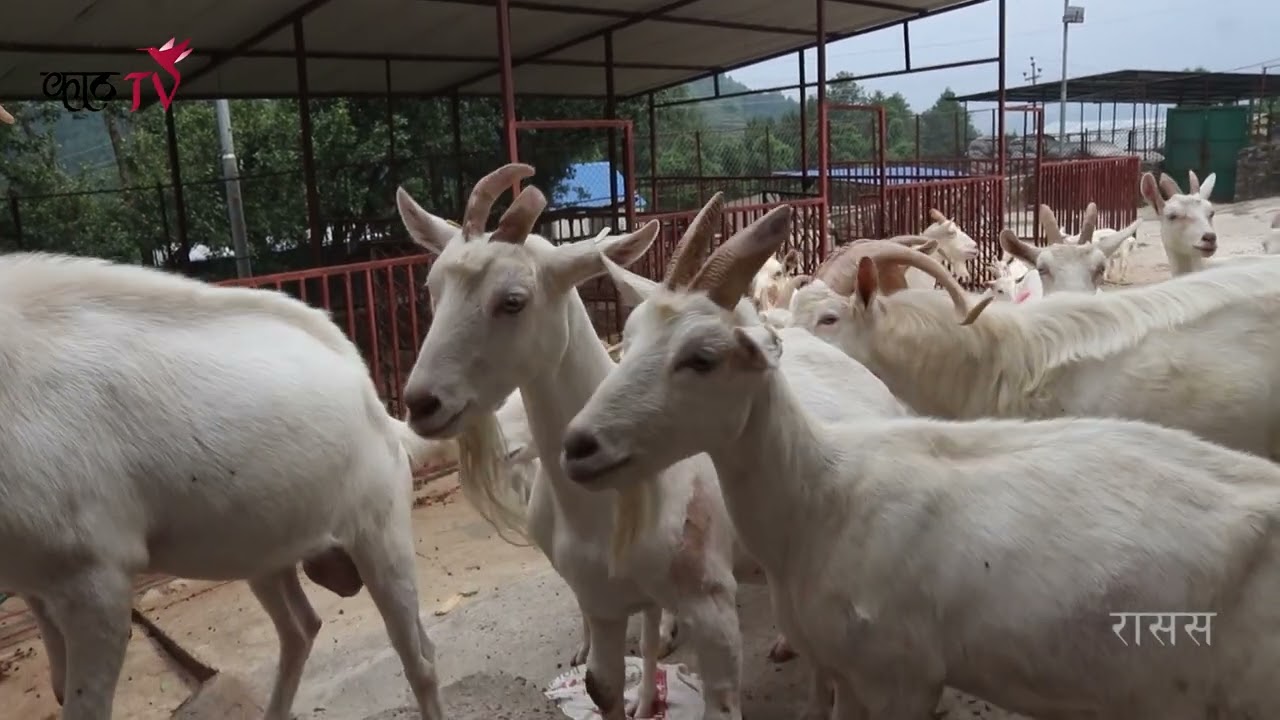 तयारी हुंदै छ किसानको लागि दुध दिने बाख्रा | Saanen goat Farming | Agriculture in Nepal | Goat Milk