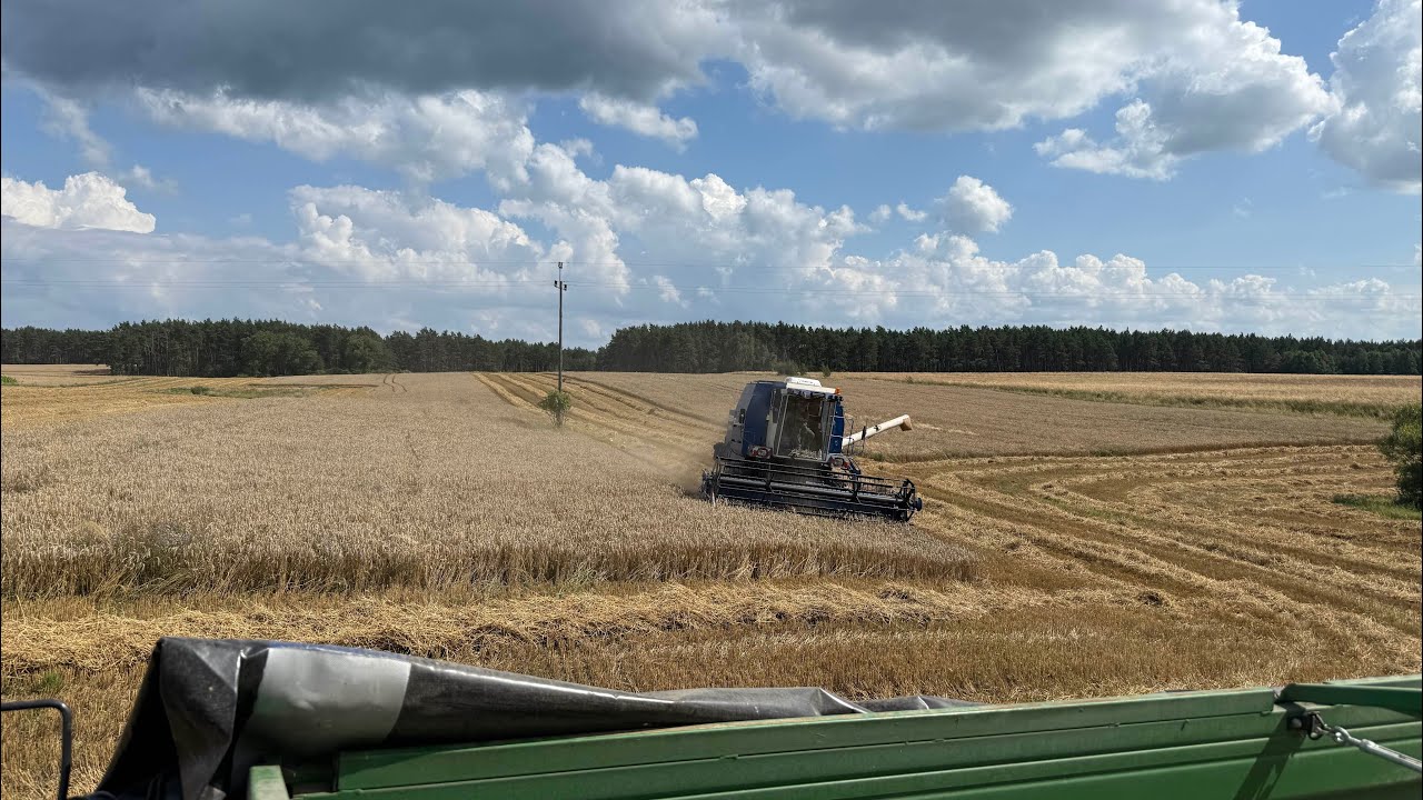 Kradniemy mokre pszenżyto! 😎 Żniwa na raty! Pszenżyto Atletus 
