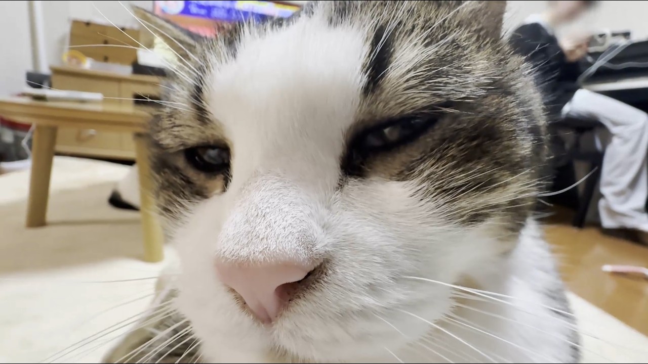 起きてる時のほとんが甘えてる猫の一日
