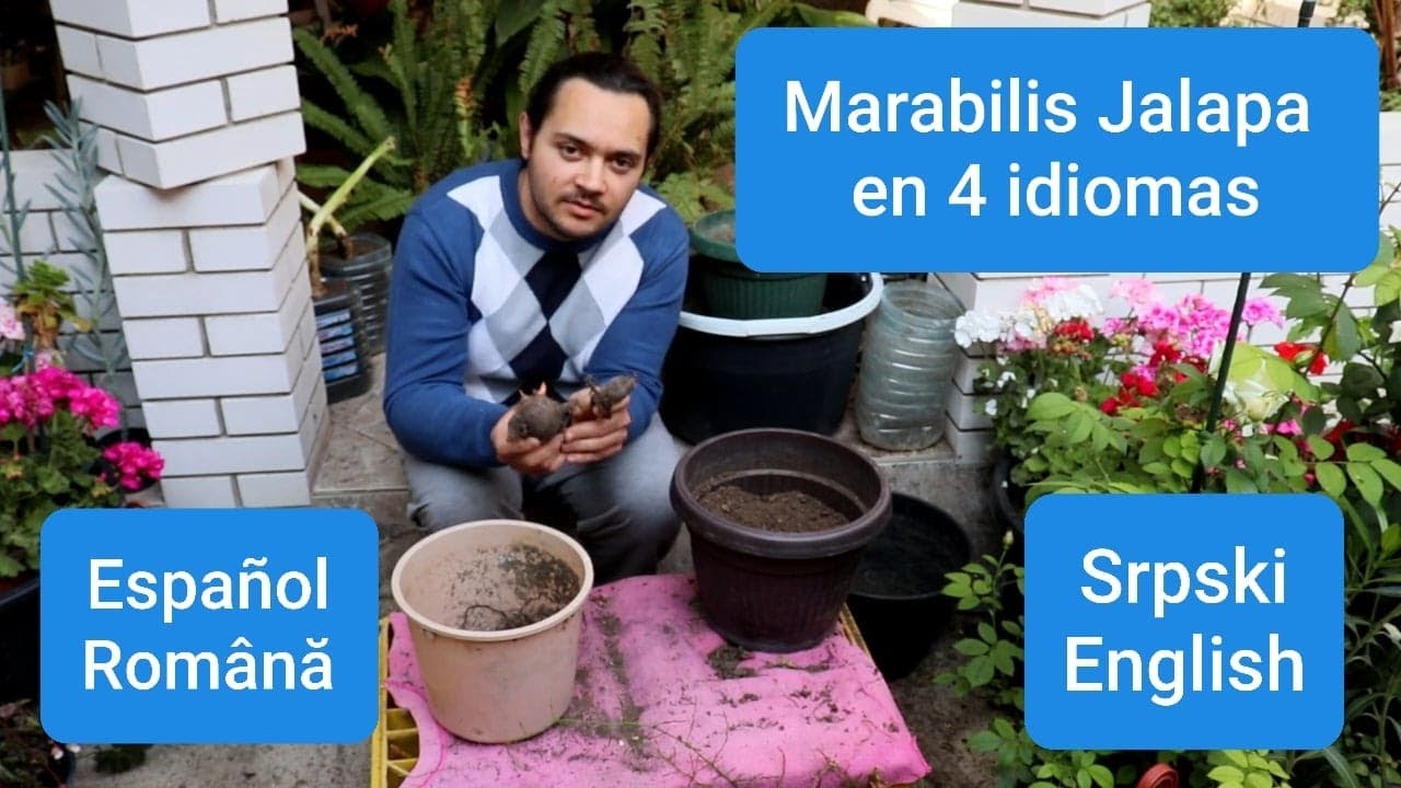 Como PLANTAR las RAIZES de MARABILIS JALAPA en 4 IDIOMAS : ESPAÑOL | ROMÂNĂ | SRPSKI | ENGLISH.