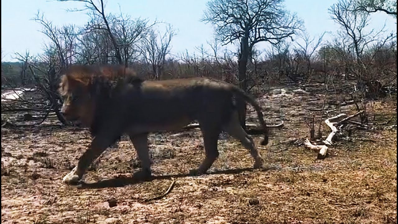 3 Remaining Kambula Male Lions settling with the imbali Pride | Mapogos Great Grandsons