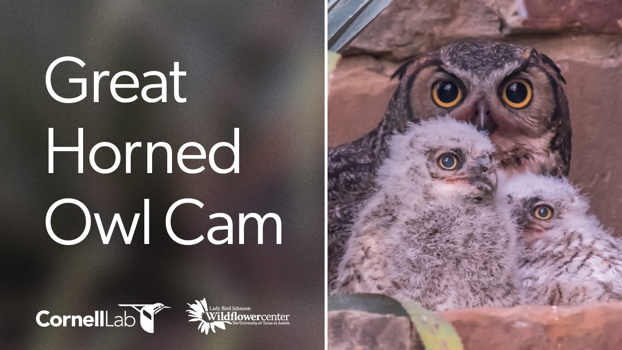 Great Horned Owl Cam at the Wildflower Center | Cornell Lab
