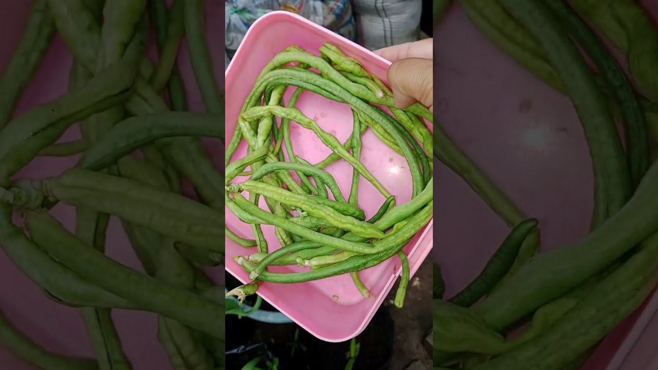Gerimis pagi petik sayur kacang panjang dan sayur genjer di kebun mini. 