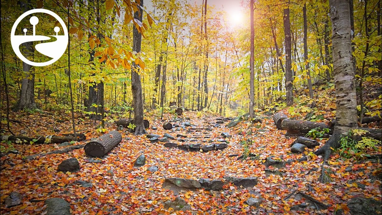 Relaxing Fall Forest Walk in the Rain - Binaural Nature Sounds for Sleep & Study - 4K ASMR