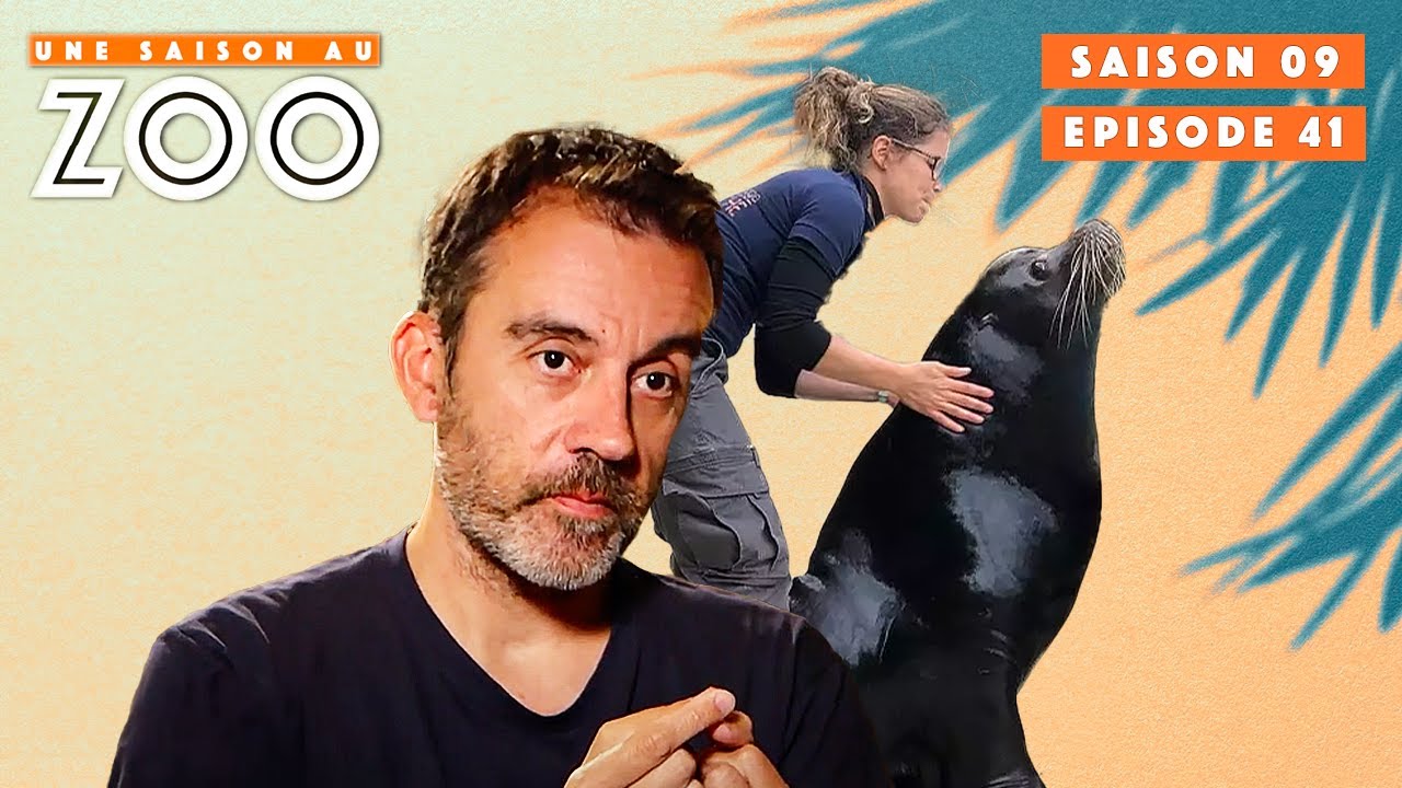 Lucky l'otarie en intervention médicale importante |S09EP41| Émission Intégrale | Une Saison Au Zoo