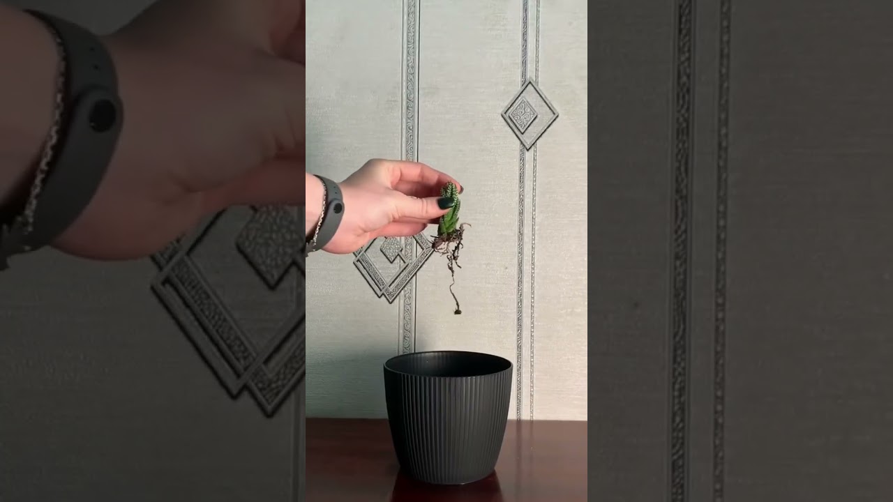 The Magic of Plant Transformations#PlantMagic #NatureWonder #GreenAlchemy #FloralEvolution