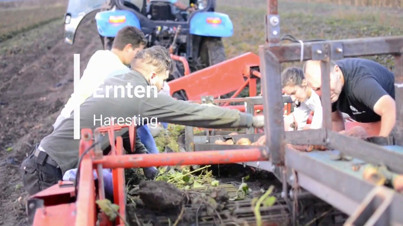 Sweet Potato Harvest in Austria