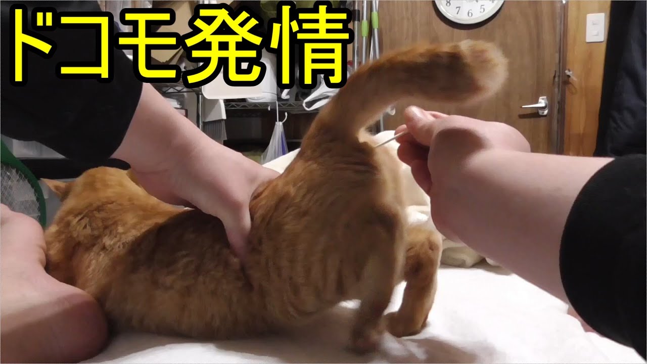 おかわりの発情期猫の綿棒の時間だァァァァァ！