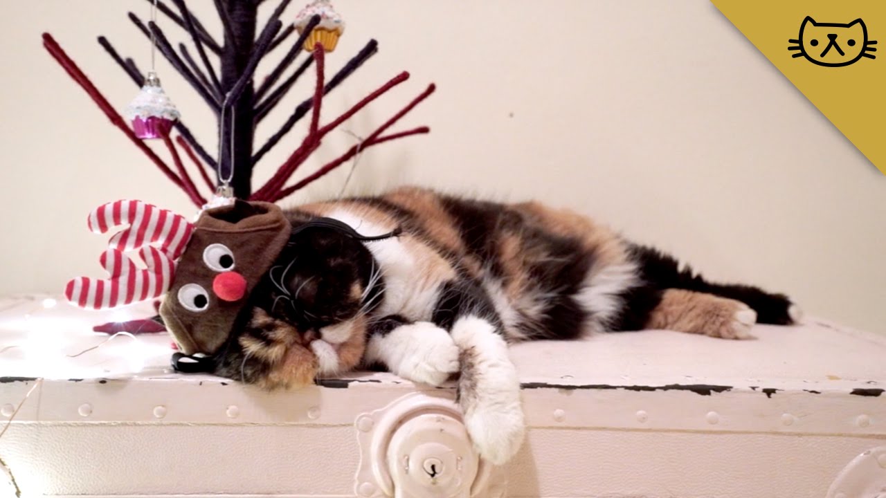 Merry Christmas from Pudge the Cat