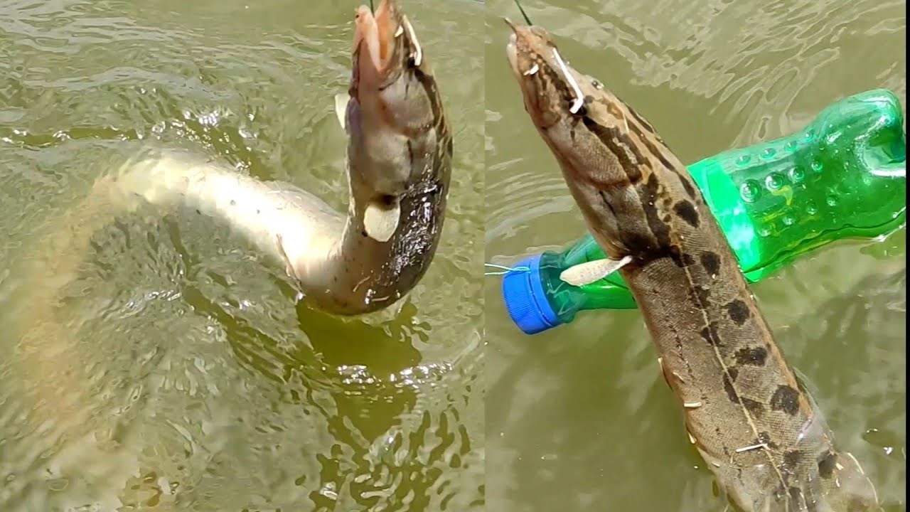 छोटी मछली का चारा से बाम मछली पकड़ने का तरीका | Chara hook bite | Small boy fishing | Bam fishing