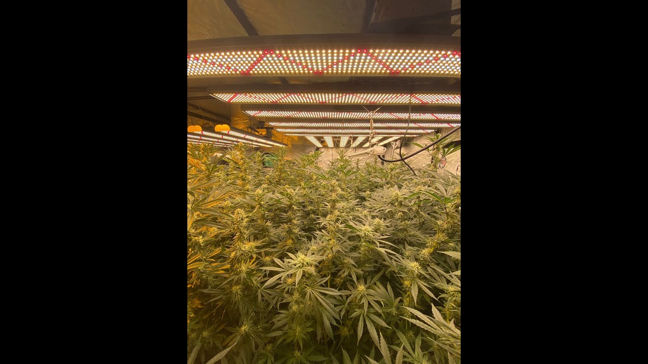 35 days in flowering Stardawg AKA Stardog & Skysaber 720w x4