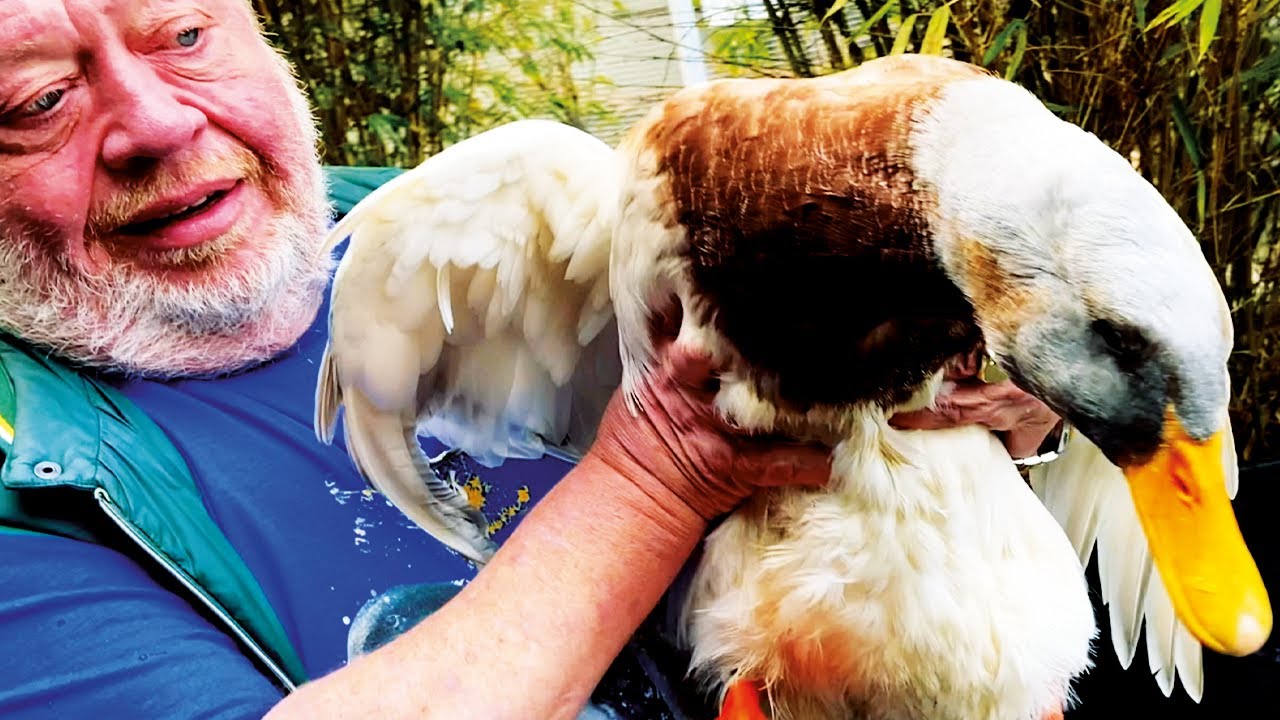 ENTENPARADE – DIE ZAJACUS-ENTEN ZIEHEN IN IHR NEUES ZUHAUSE – FREUNDE AUS NORBERTS WELT | ZOO ZAJAC