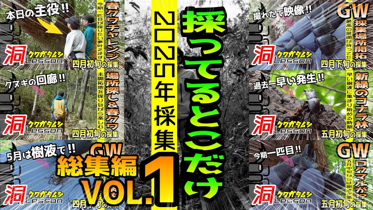 2025年クワガタ採集ベスト動画‼採ってるシーン総集編Vol.1【昆虫採集】