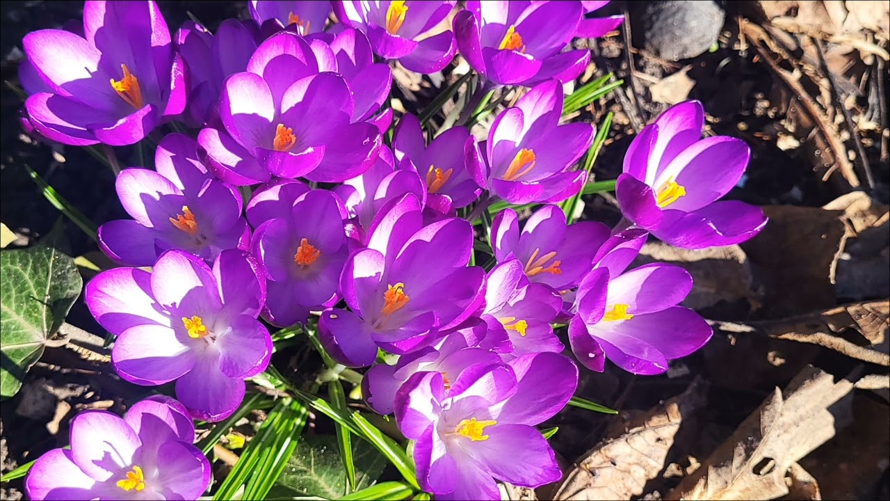 Beautiful flowers music ดอกไม้สวย Crokus ฤดูใบไม้ผลิ #ดอกไม้ #beautifulflowers #เพลงบรรเลงผ่อนคลาย