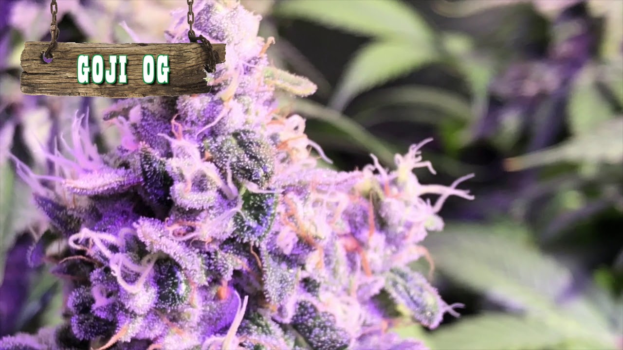 Bagseed Bonanza Ep. 07 -  Purple Punch Harvest, Goji OG, White Tahoe Cookies, Forum Cut + more!