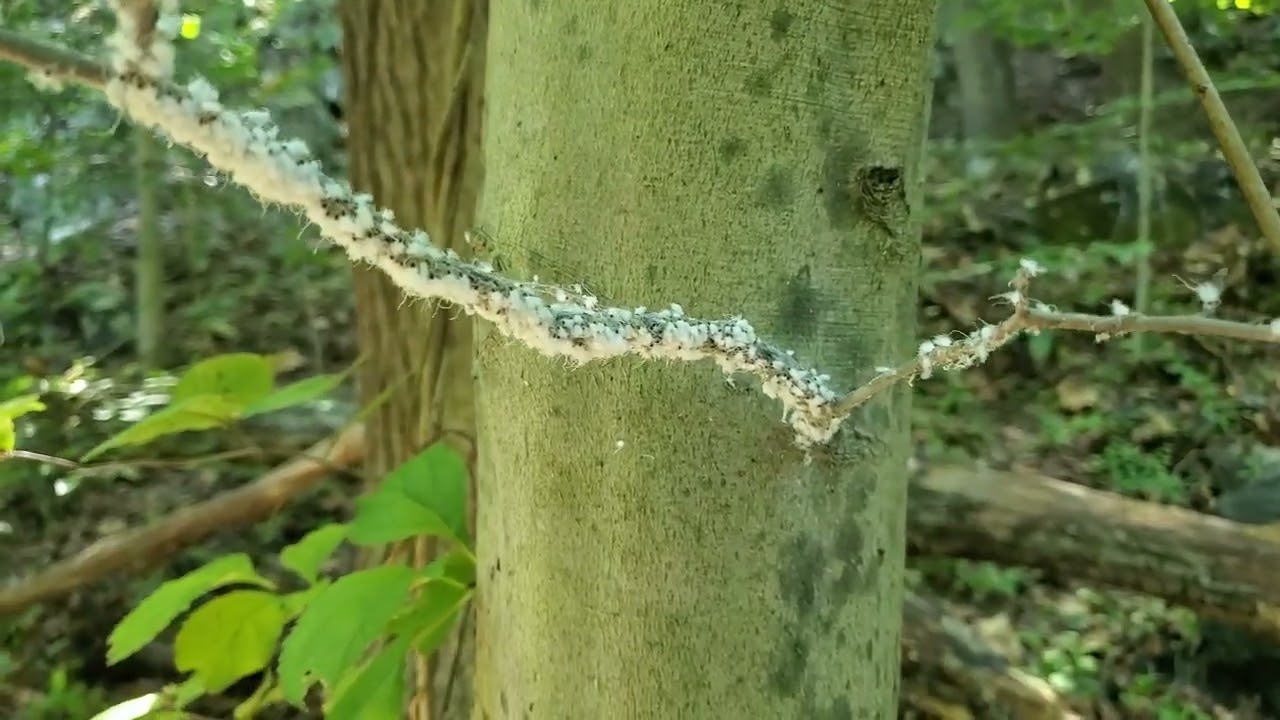 Beech Blight Aphid nymphs