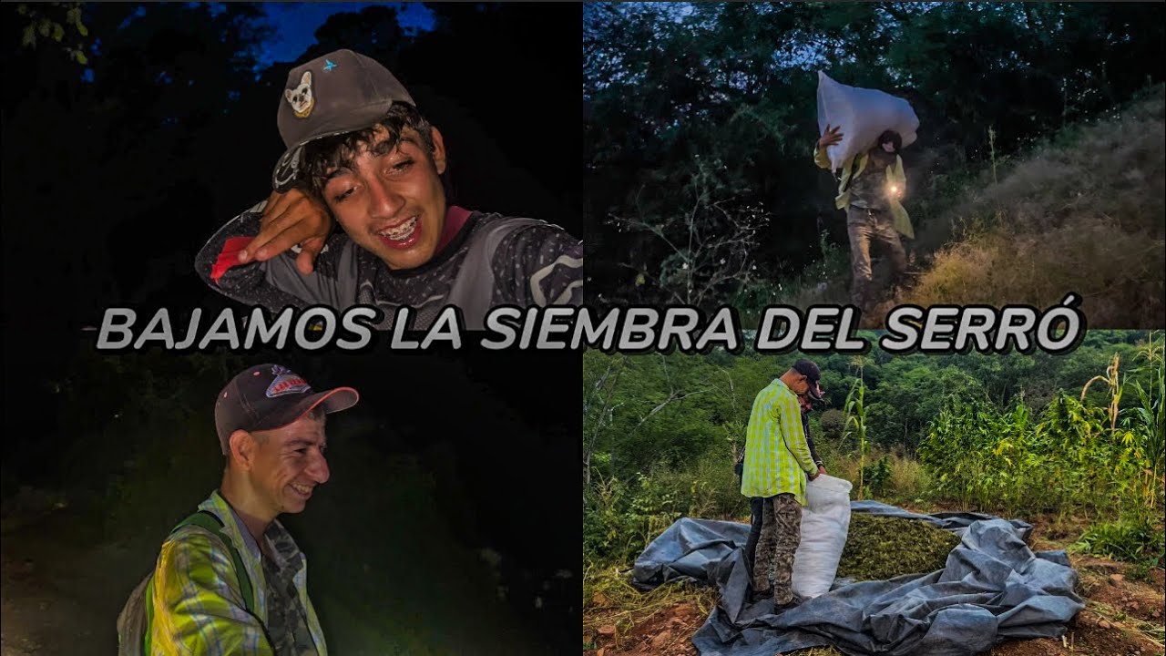 BAJAMOS LA SIEMBRA DEL SERRÓ CHARRIKI Y TINO✌🏻