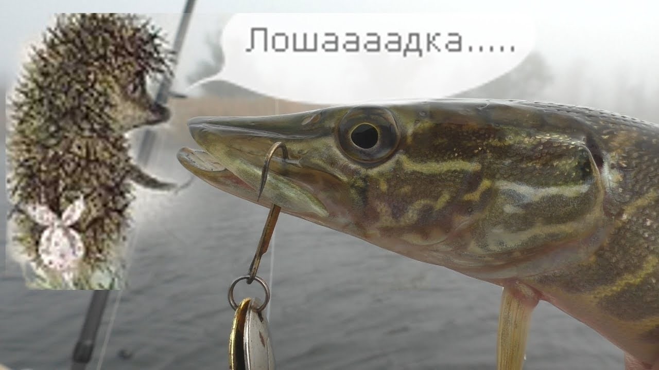 Русская рыбалка.