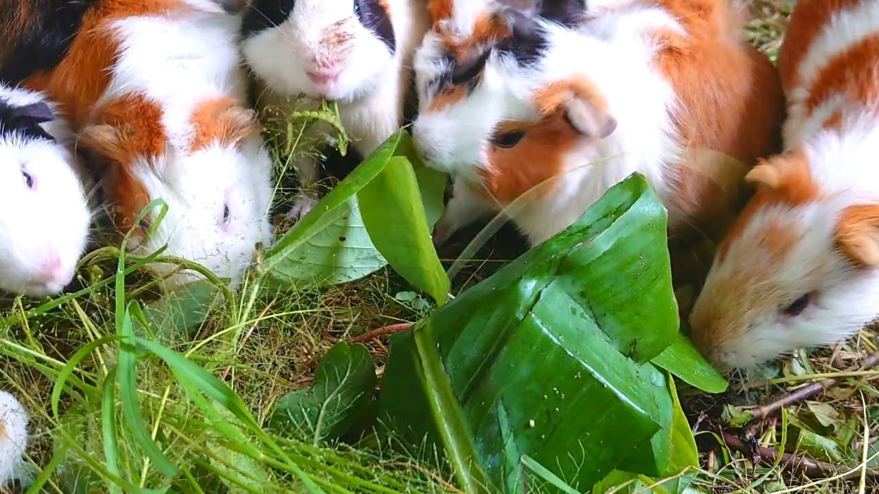 Asmr Guinea pigs become cute when eating, raising Guinea pigs for food, Guinea pig videos