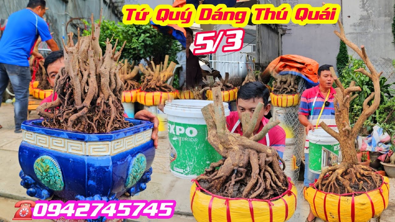 #Đạt_0942745745, Chào Bán 5/3, Phôi Tứ Quý Dáng Thú Quái Đẹp, Tứ Quý Cụm Rừng Đế Đặc Kẹo/ CS Cần Thơ