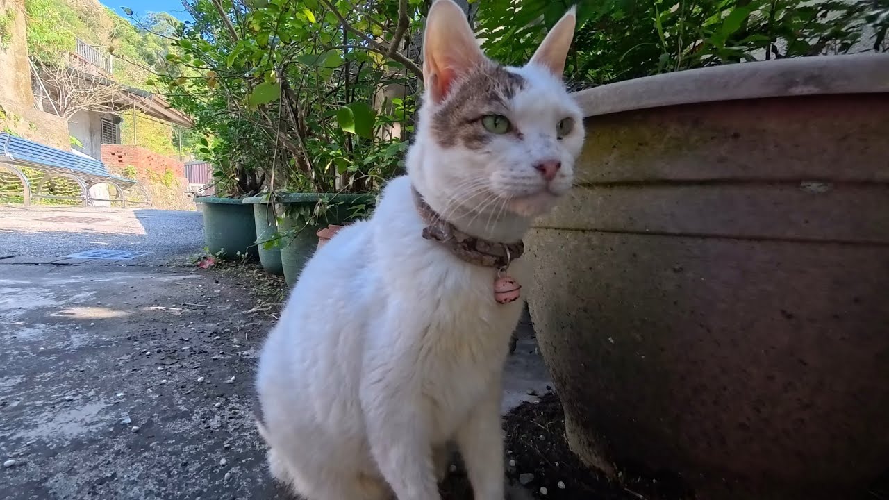 Когда кажется, что ты очаровал кота, на самом деле он очаровывает тебя! 😹