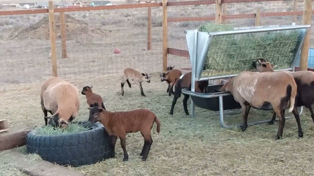 American Blackbelly triplets in the big pen with the other lambs.