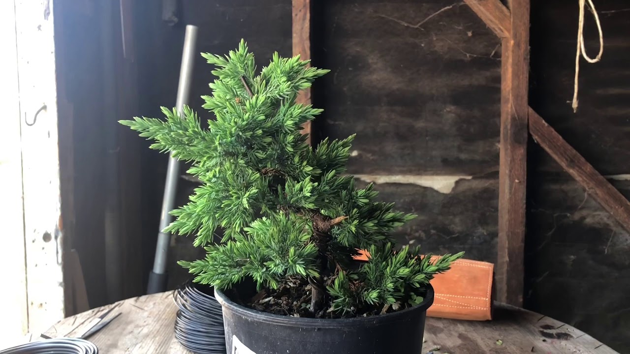 Nana Juniper nursery find Bonsai, spring growth trimming !