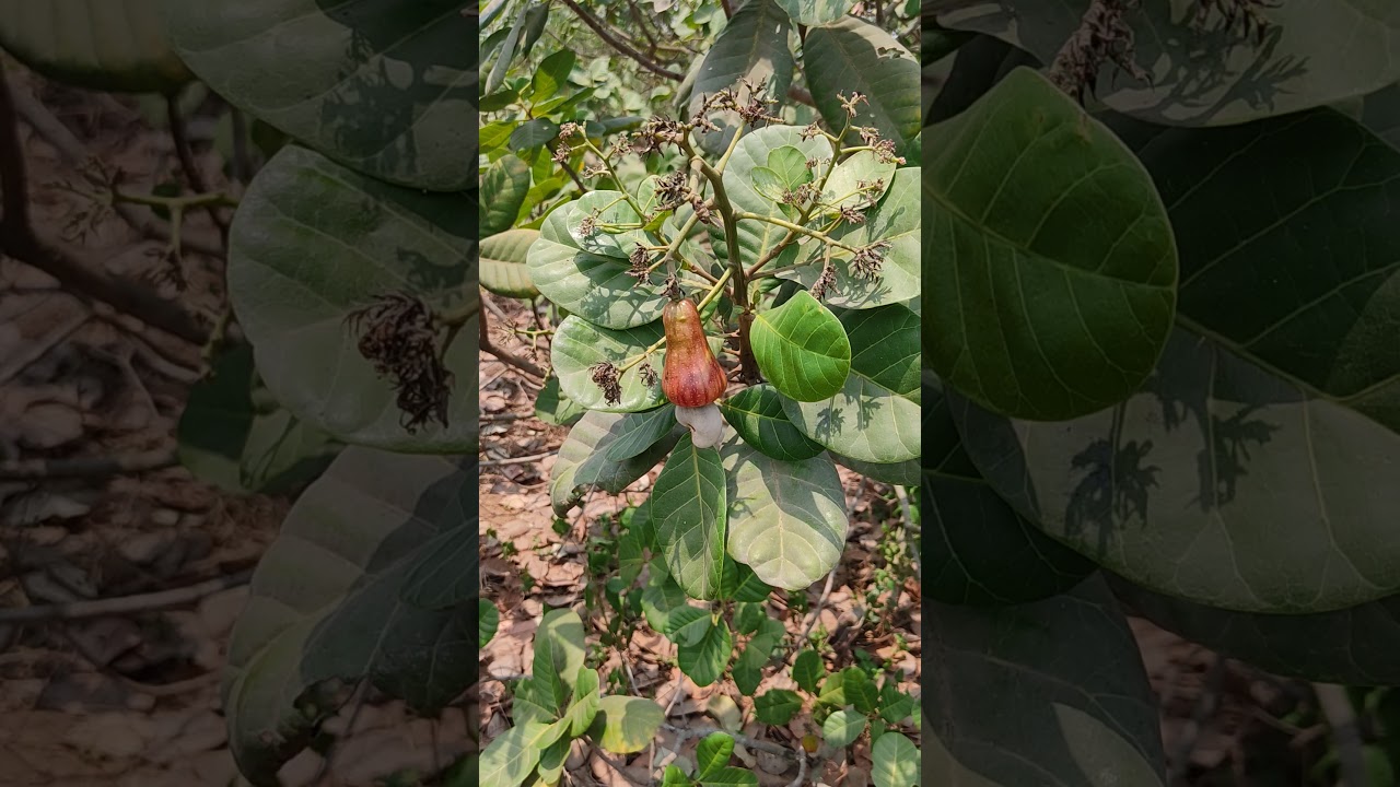 kaju ka ped (cashew tree) #viral video