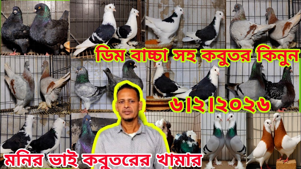 সবচেয়ে কম দামে কবুতর কিনুন।। ফেন্সি কবুতরের খামার।। মনির ভাই