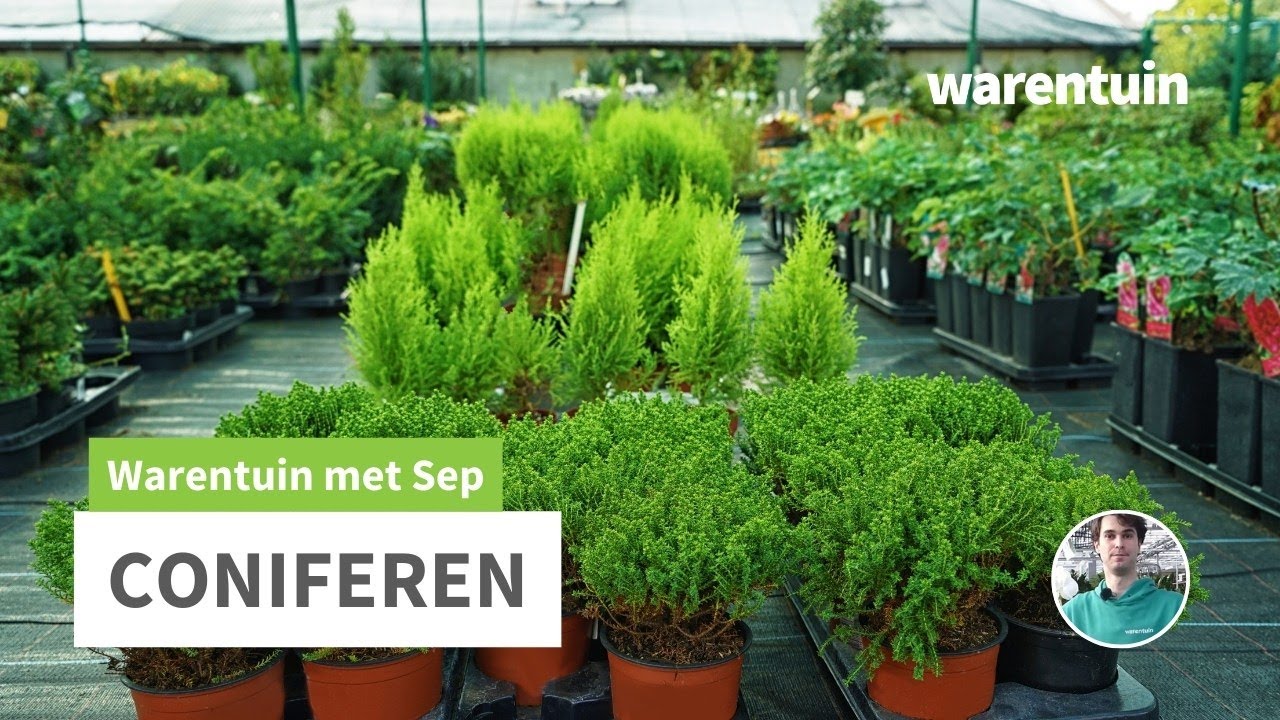 Coniferen