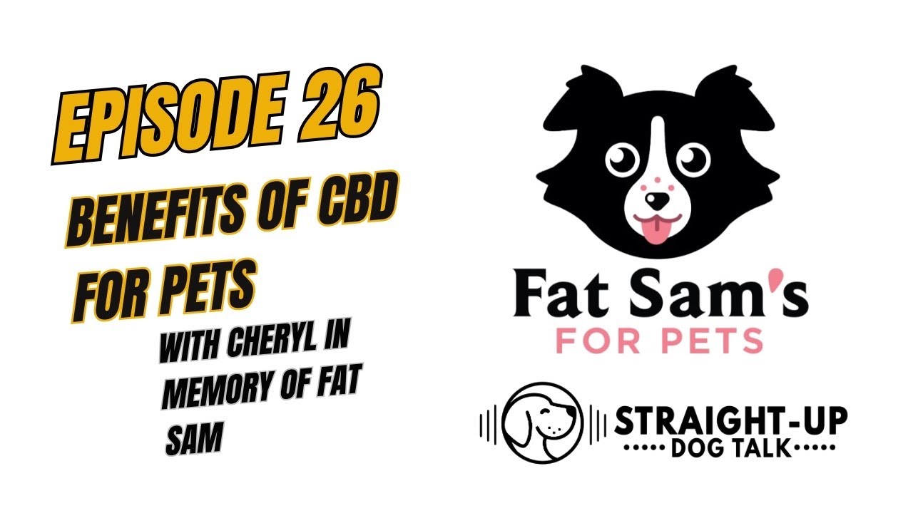 Anxious Dog? Before You Buy CBD, Watch This
