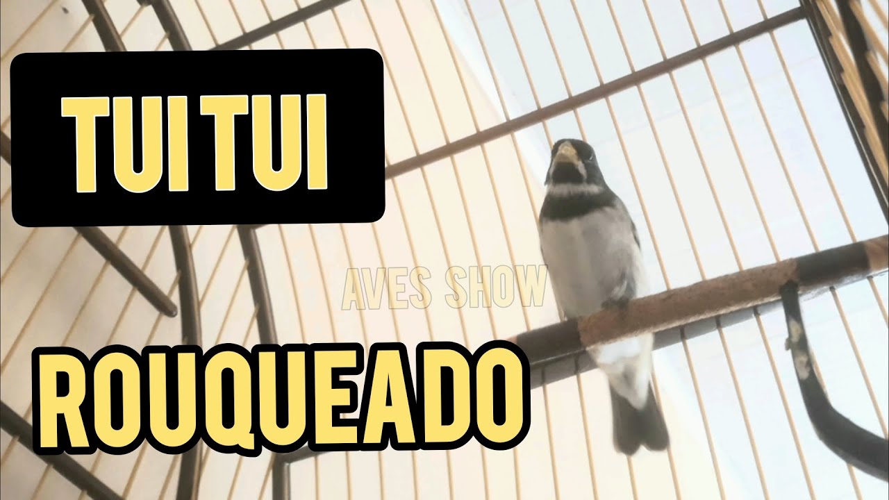 COLEIRO TUI TUI ROUQUEADO o melhor que já vi