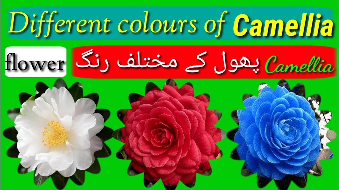 How to care and different colours of Camellia flower | Universe of flowers 🌷🌹