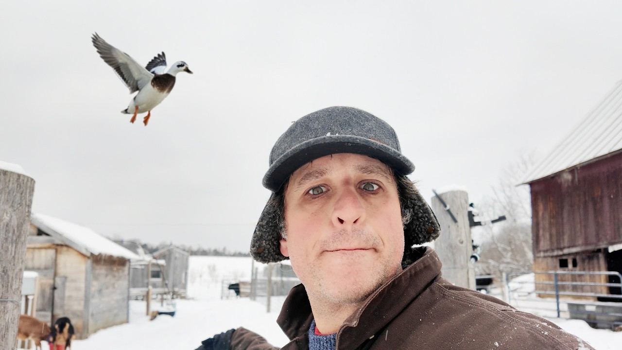 When My Ducks Fly: Winter on the Farm