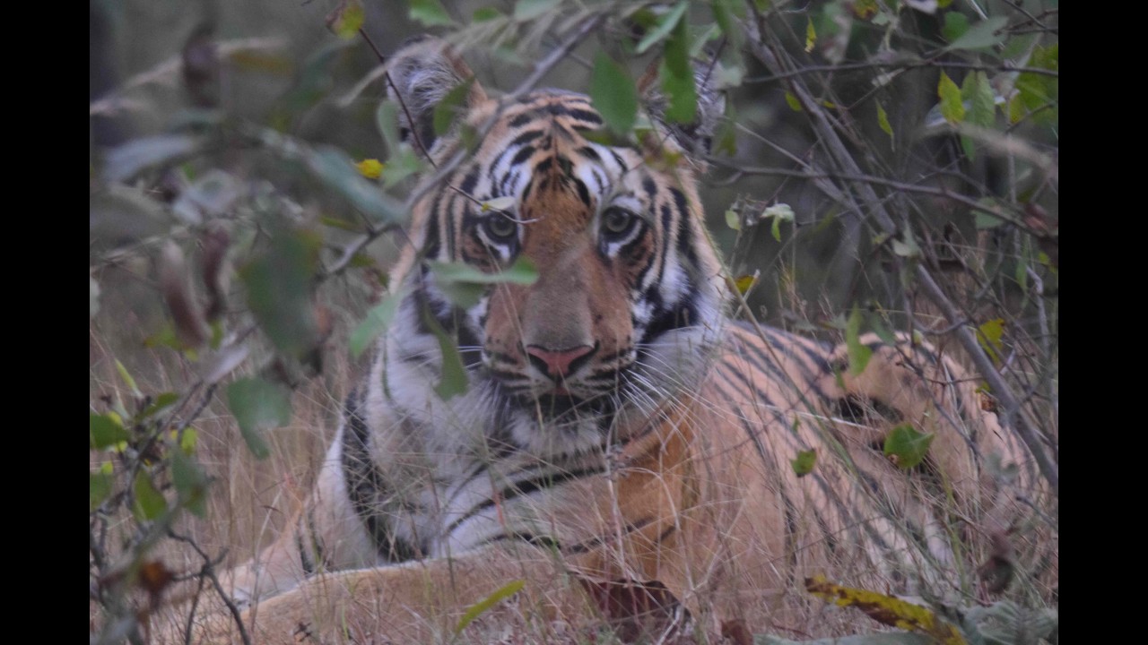 #spinechilling  Sighting Shadows Cubs,#tadobajunglesafari #pauni #safari #bigcat #gothangaon #tiger