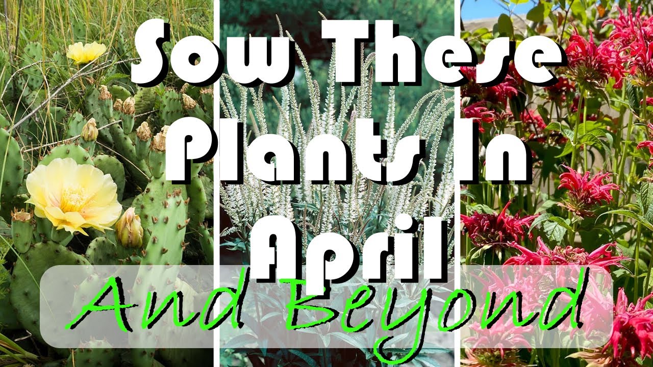 15 Native Plants to Grow from Seed Now - NO Cold Stratification Needed!