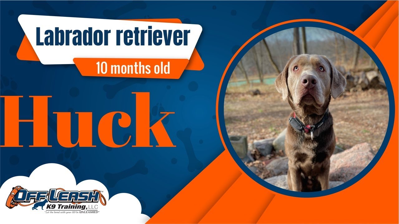 Freedom Board and Train | Huck | lab | 10m | Indianapolis off leash k9 training