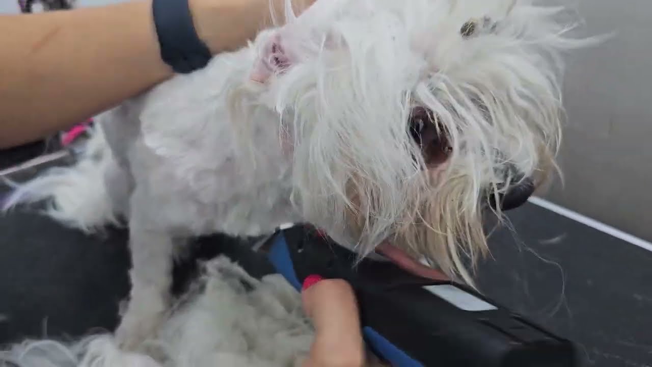 MALTESE On A REALLY BAD CONDITION- DOG GROOMING TRANSFORMATION