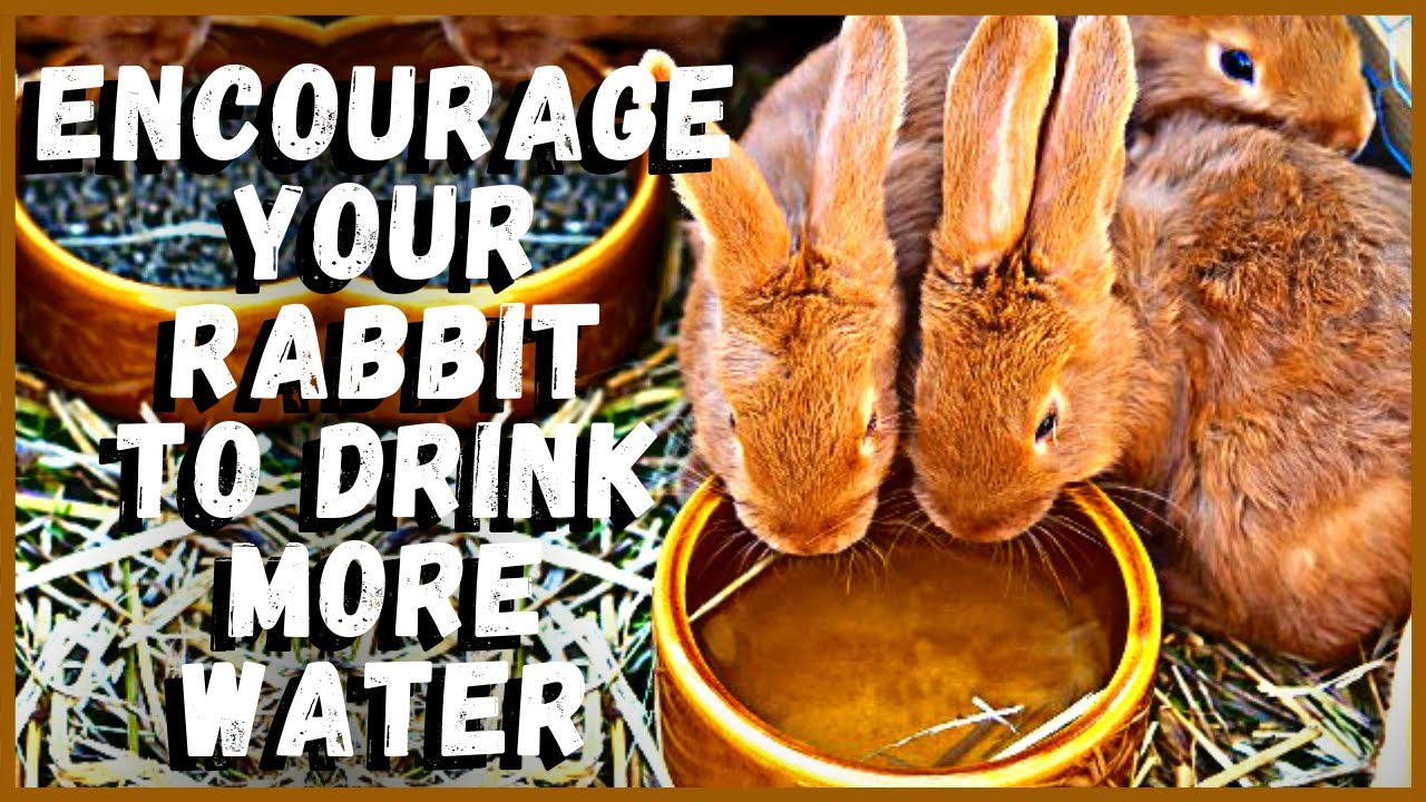 Ways to Encourage Your Rabbit to Drink More Water