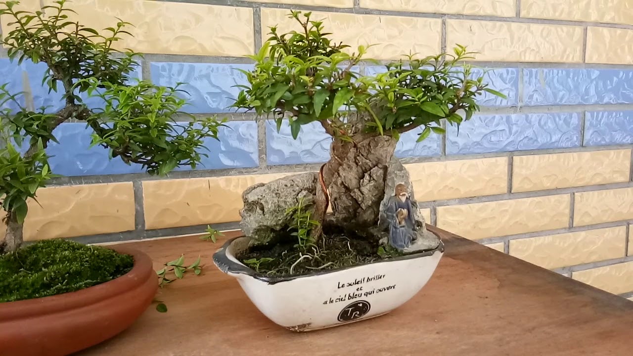Bonsai Mai chiếu thuỷ mini giá sinh viên..