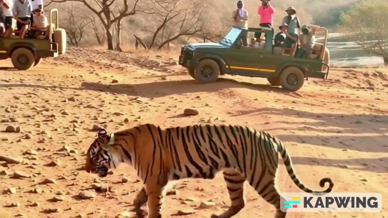 Ranthambore Decommentary