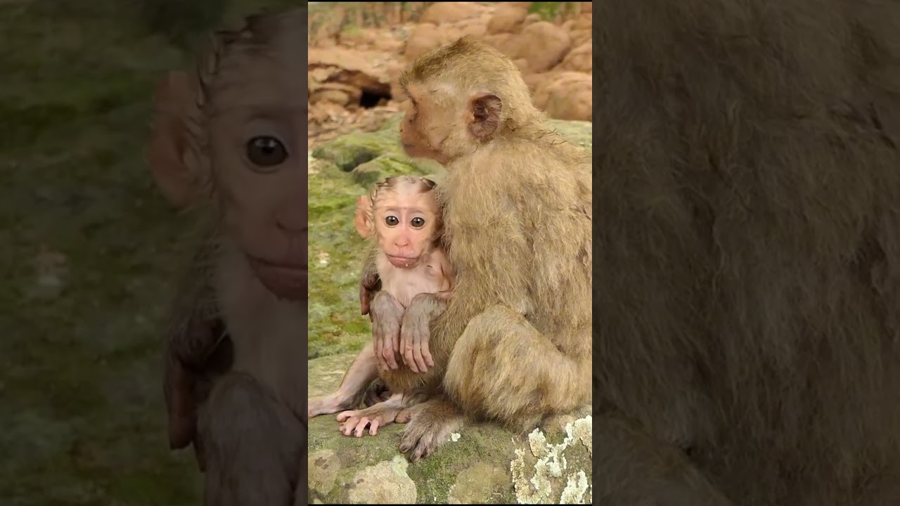 14-09-24 #babymonkey #monkey #monkeys #lovelybabymonkey #adorablebabymonkey #monkeywildlife #baby