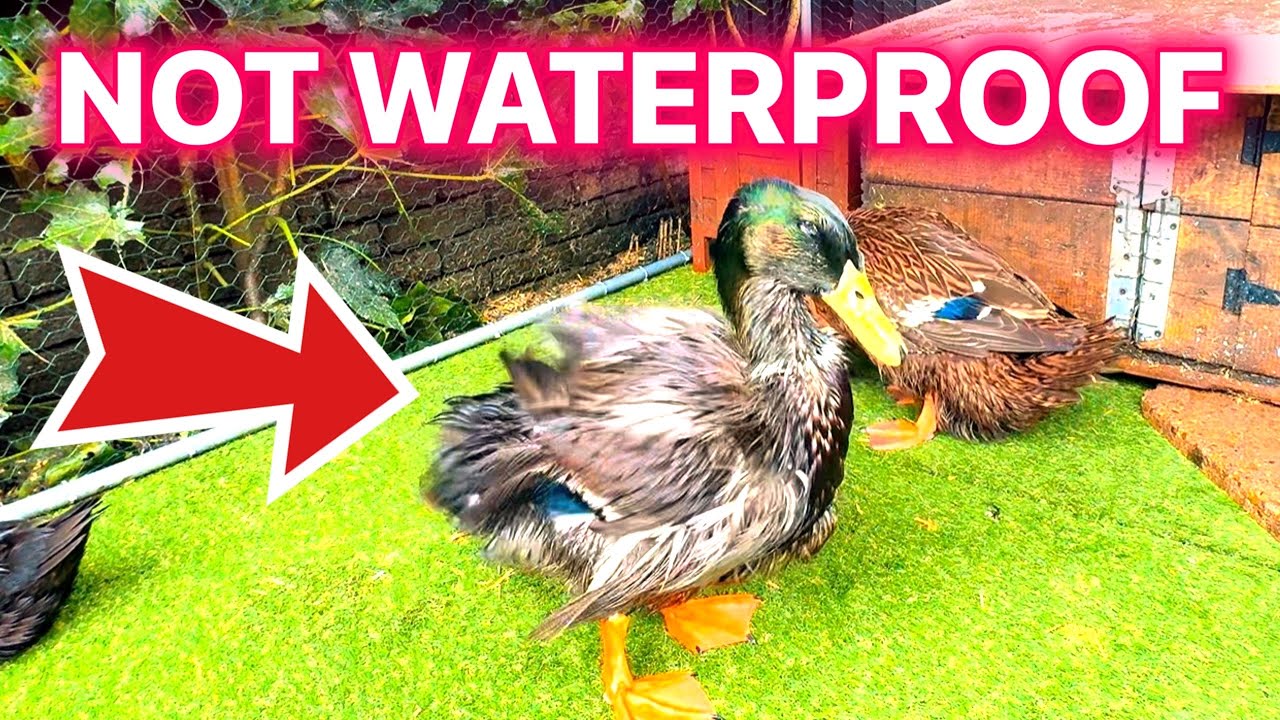 Wet Feather in Ducks? Causes, Treatment & How to Fix It