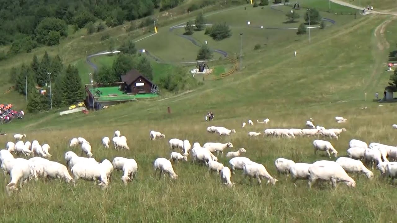 Szafranówka - Wypas owiec na zboczach -  Palenica u podnóża