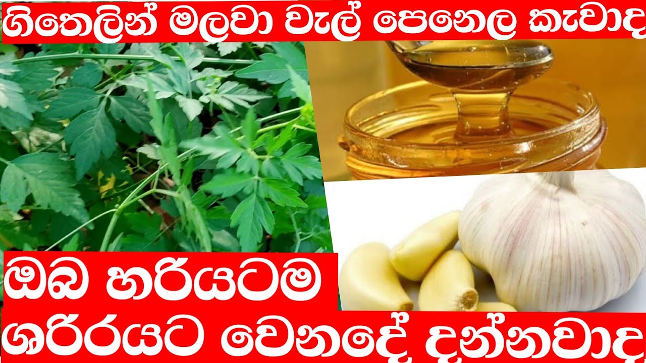 පාරම්පරික ඖෂධීය වැල්පෙනල ශාකයේ වට්ටෝරුව /walpelena