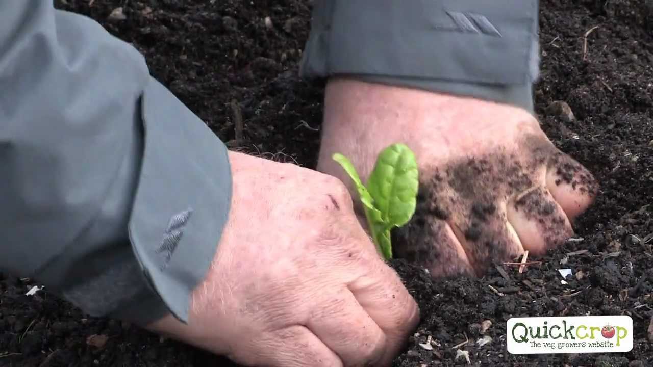 How To Grow Perpetual Spinach - The Easy Way