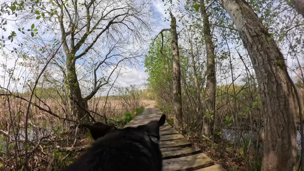 (4K Dog POV) Virtual Husky Run - Twisty Blue Heron Trail (Needham, MA) segment in early May